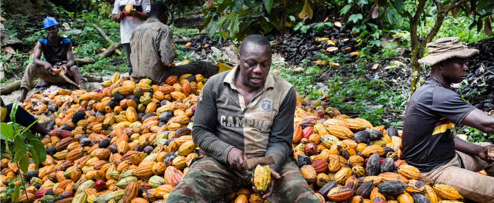 Cameroun : la production de cacao devrait dépasser 300 000 tonnes en 2023