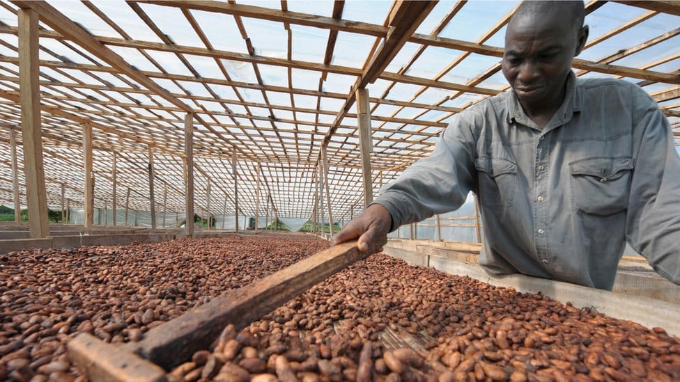 Chocolat&nbsp;: la durabilité, à quel prix&nbsp;pour les producteurs de cacao&nbsp;?