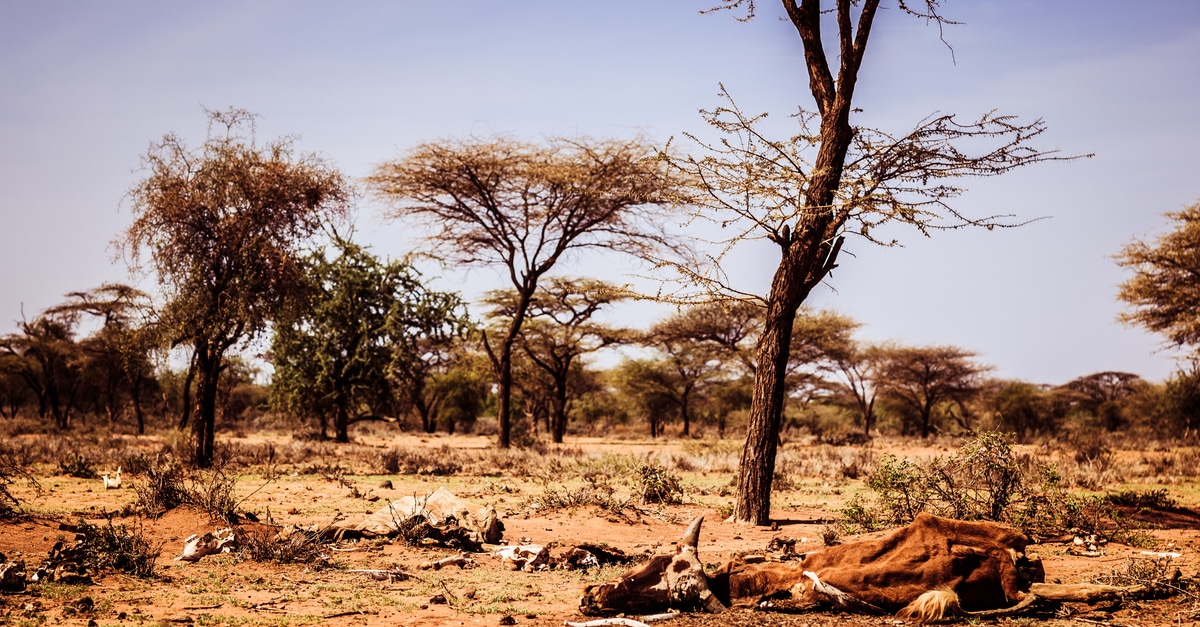 L’UE annonce une enveloppe de 350 millions d’euros pour protéger la biodiversité en Afrique