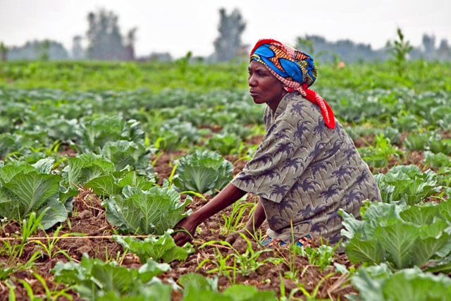 La RDC obtient un financement de 117 millions de dollars de la BAD pour moderniser son secteur agricole