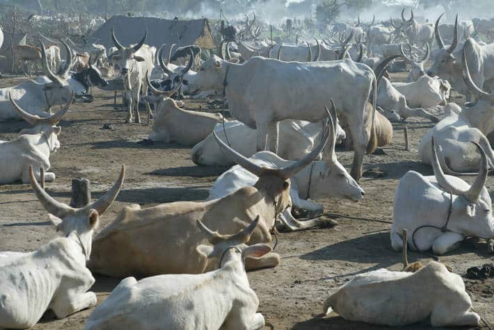 La Côte d’Ivoire envisage un investissement de 1,6 milliard de dollars dans les ressources animales et halieutiques sur cinq ans