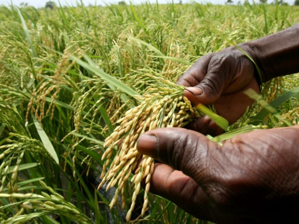 Tchad : le Fonds de l’OPEP injecte 16 millions USD dans la riziculture