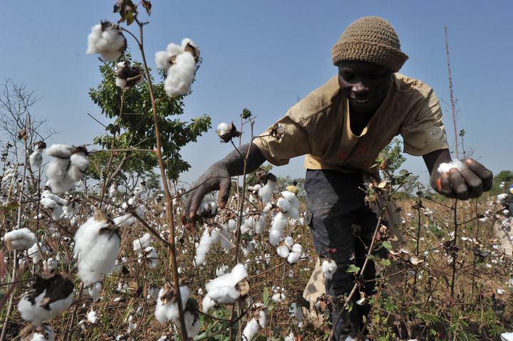 Côte d&rsquo;Ivoire: la production de coton devrait chuter de 50%