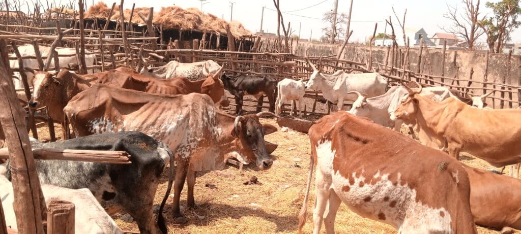Côte d’Ivoire : le gouvernement souhaite plus d’investissements dans la production animale et halieutique
