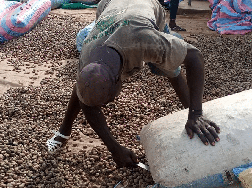 Côte d’Ivoire&nbsp;: la filière anacarde face aux défis de la transformation