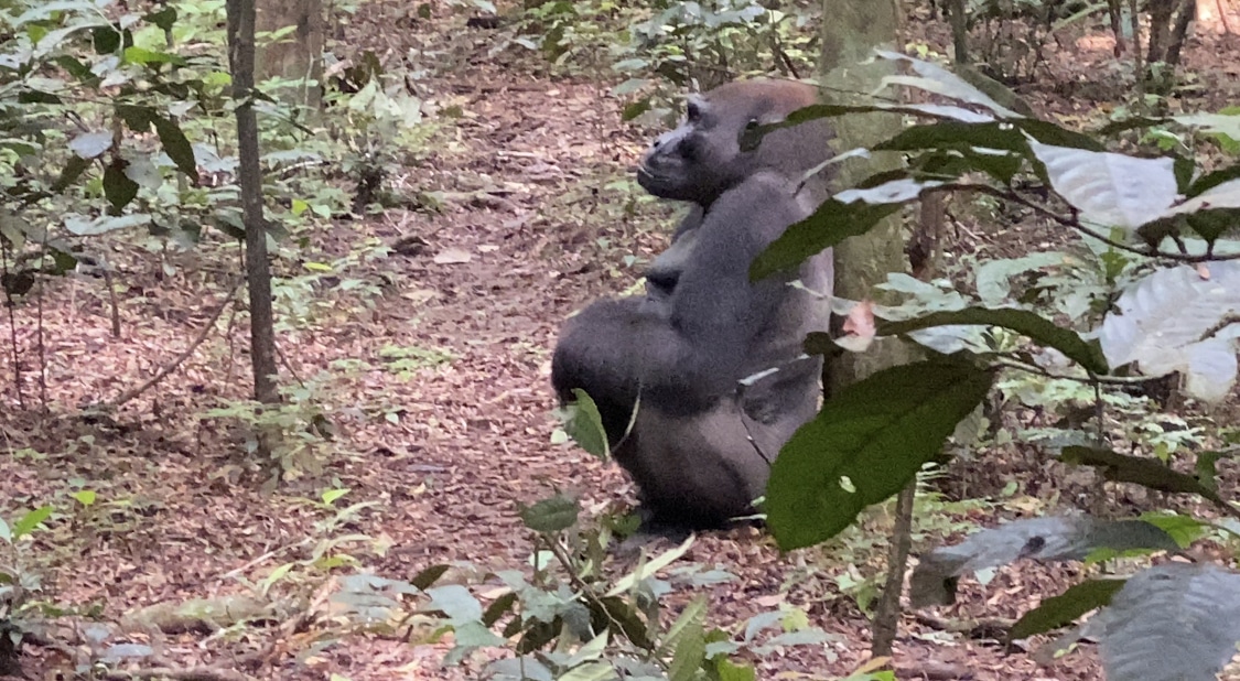 One Forest Summit de Libreville: ne pas décevoir Kamaya