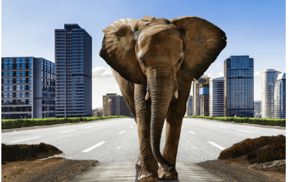 Côte d’Ivoire: l’éléphant se teste sur le  compartiment obligataire de la BRVM