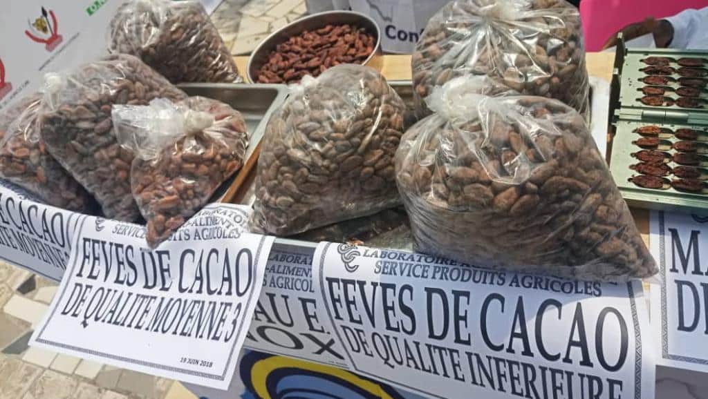 Exportations illicites de cacao en RDC : les pertes annuelles estimées à 60 millions USD