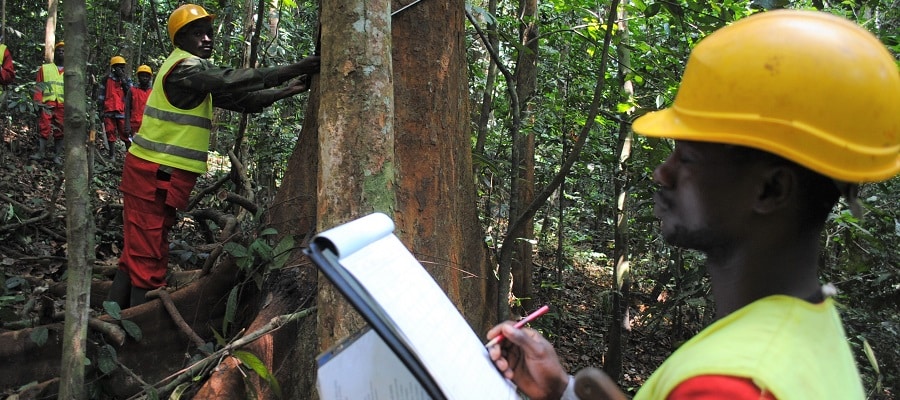 Gabon : la société forestière Rougier a réalisé un chiffre d’affaires de plus de 30 milliards de FCFA en 2022