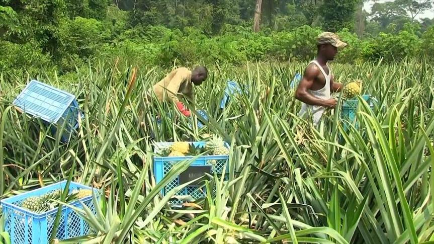 Cameroun : Les MUFID ont injecté 100 milliards de FCFA dans l&rsquo;agriculture en 20 ans