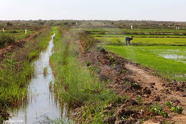 La Banque mondiale renforce la résilience climatique et communautaire dans la vallée du fleuve Sénégal
