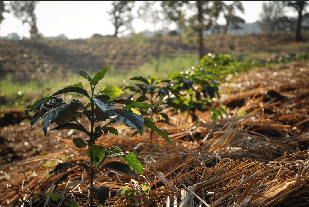 Pamoja lève 8,5MUSD auprès de Mirova pour accélérer la production durable de noix de macadamia au Kenya et en Tanzanie