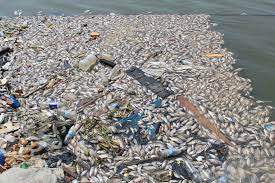 Côte d’Ivoire : plus de deux tonnes de Tilapia meurent dans la lagune Ebrié par manque d’oxygène