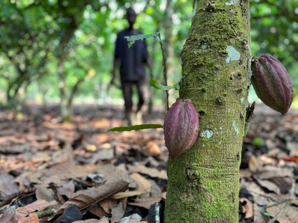 Côte d’Ivoire Trade Opportunities : cap sur la croissance africaine
