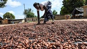 Cacao : record à Londres, frustrations à Abidjan et Accra
