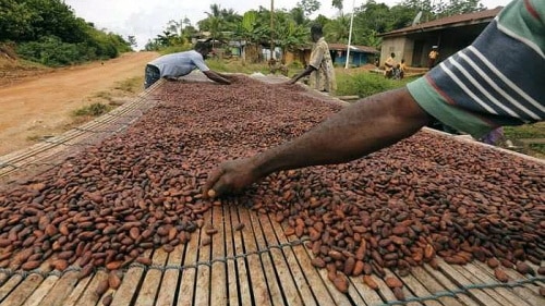Le Nigeria a généré 244 millions USD grâce aux exportations de cacao en 2023