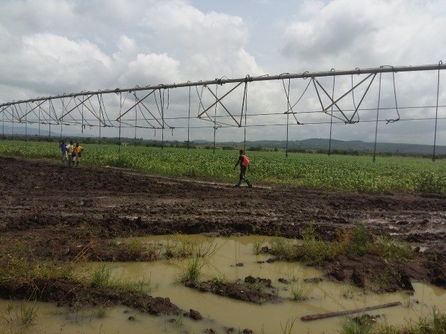 Ghana : le Projet d’agriculture commerciale montre des signes de succès