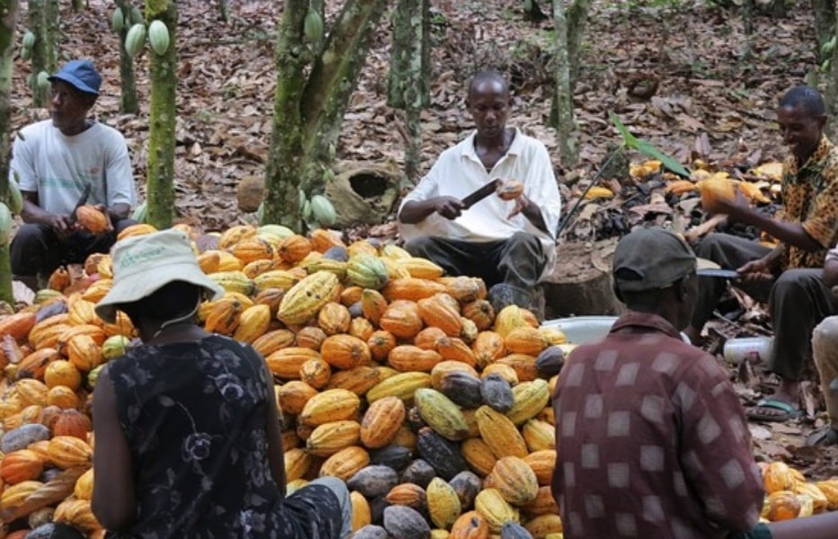 Côte d’Ivoire : le gouvernement s’attaque à la commercialisation illicite des produits agricoles