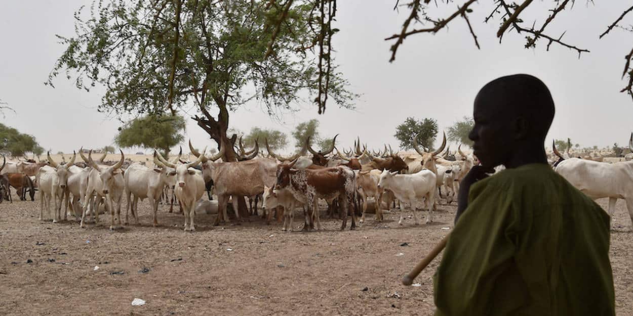 Face au défi climatique et aux conflits : le Sahel et l’Afrique de l’Ouest s’engagent pour accélérer le développement des filières élevage et la sécurisation des systèmes pastoraux