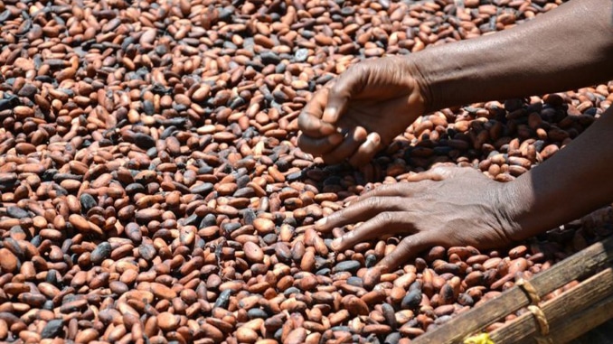 Les produits de café et de cacao de la RDC retirés du marché européen dès janvier 2025