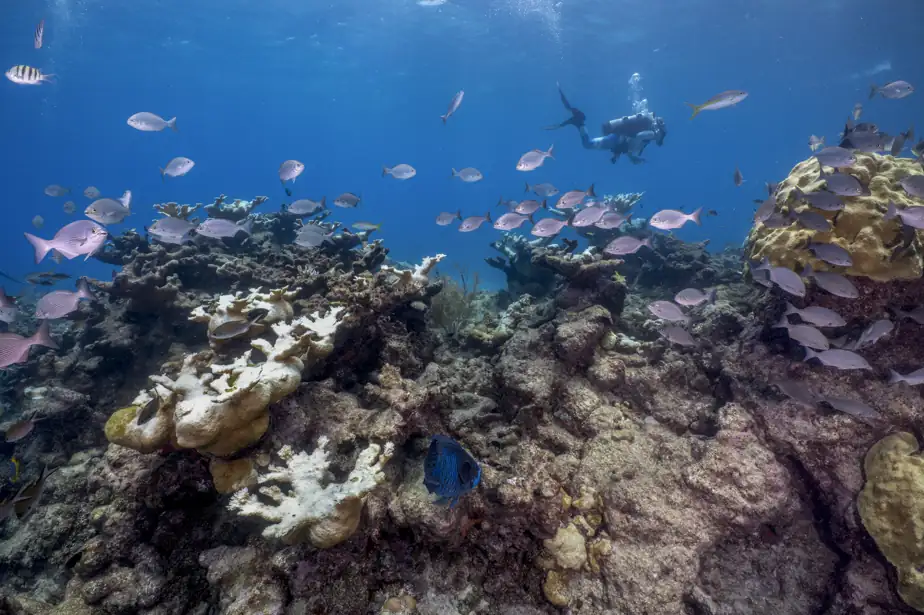 Un nouveau rapport de l’IPBES alarme sur le déclin de la biodiversité à tous les niveaux