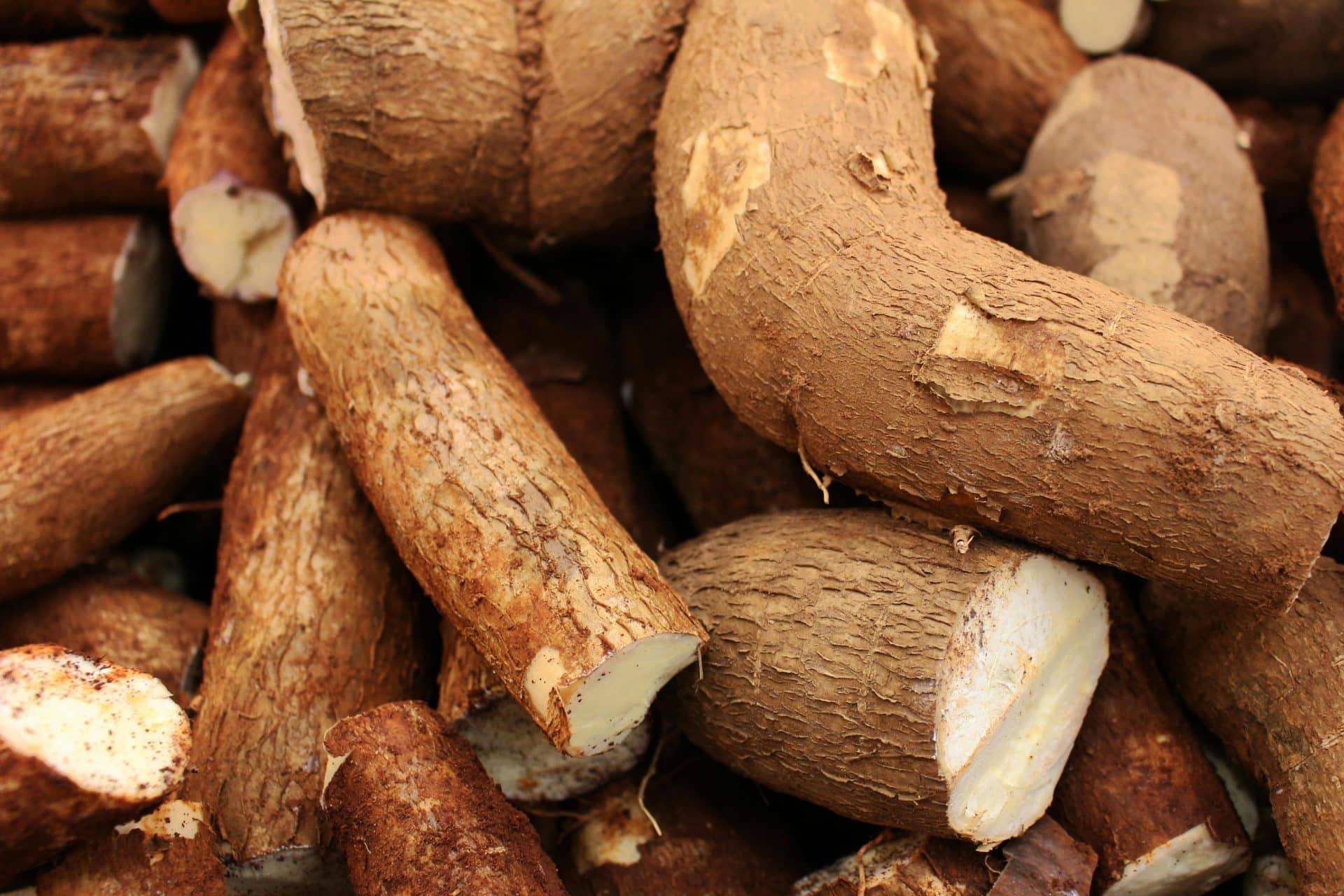 RDC: la société italienne SACE envisage de financer un projet de transformation du manioc, évalué entre 40 et 100 millions d’euros