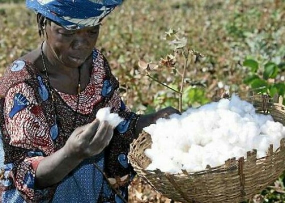 L’industrialisation locale du coton : « un enjeu de souveraineté pour la Côte d’Ivoire » (Sidi Mohamed Kagnassi)