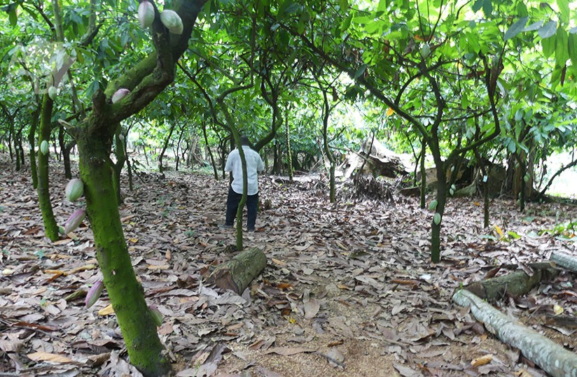 Ghana : le gouvernement prévoit l’acquisition de 200 000 hectares pour les plantations de cacao