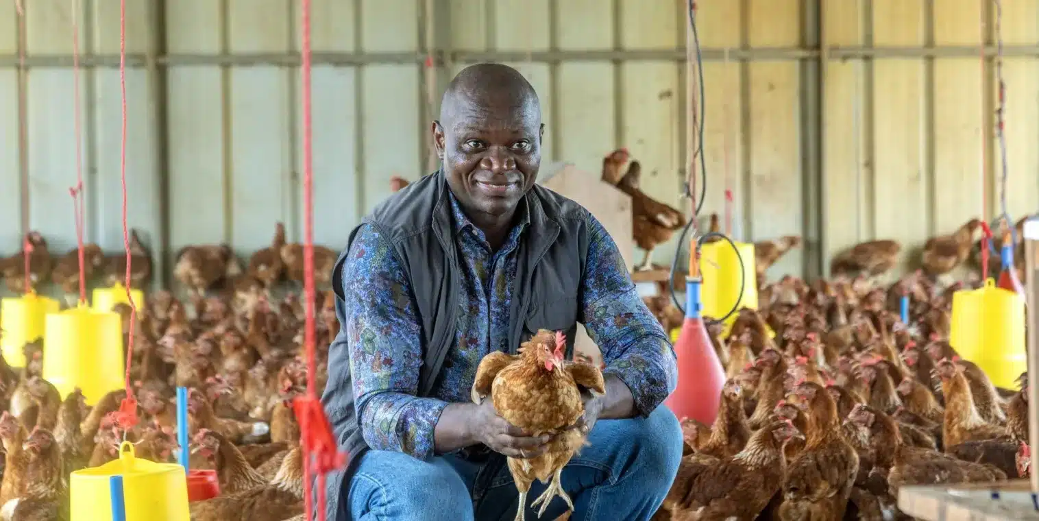 Le Gabon siffle (encore) la fin de l’importation du poulet de chair et s’ouvre un marché d’environ 110 millions USD
