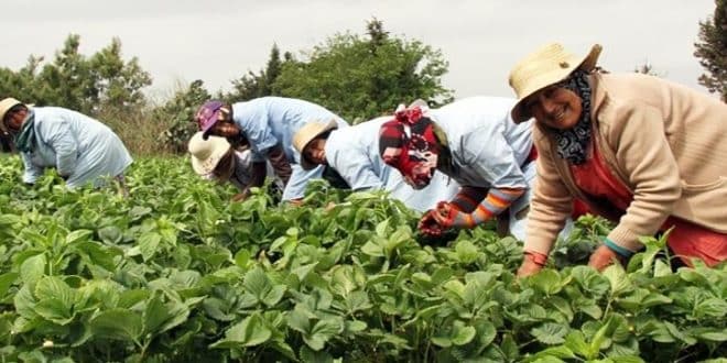 Maroc : l’économie accélère à 4,9 % en 2025, portée par la demande intérieure et le rebond agricole