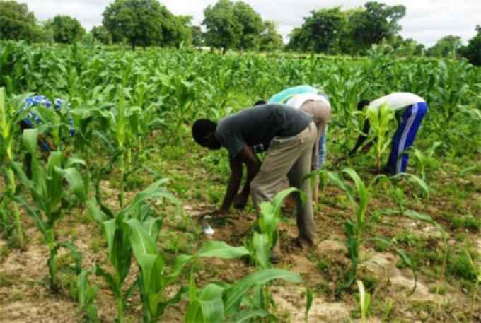 Sénégal : Hausse de 8,1% des crédits alloués aux producteurs agricoles au premier trimestre 2025