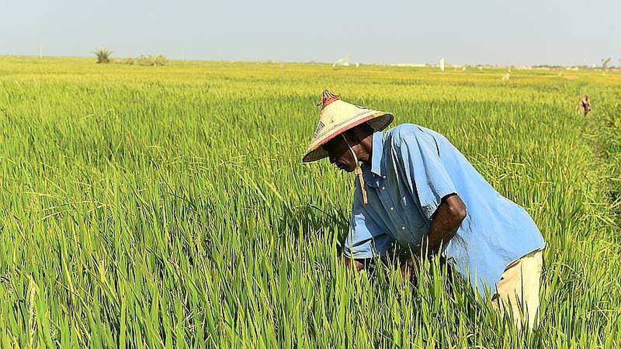 Sénégal : Baisse de 24,4% des cultures céréalières de la campagne agricole 2024-2025