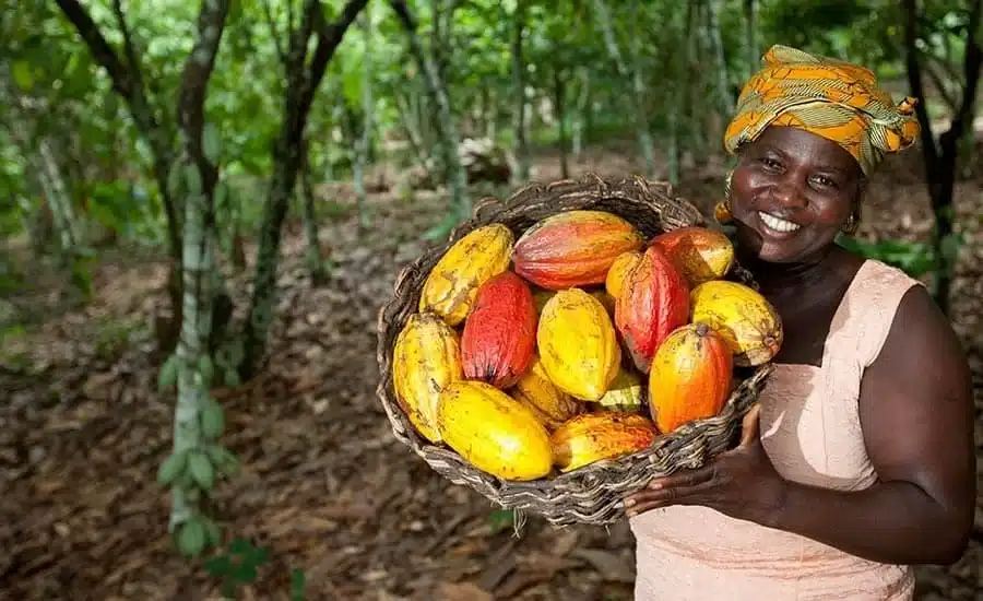 Cacao : le Ghana caresse le rêve de la souveraineté industrielle via une restructuration financière