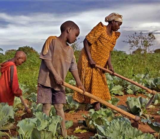Cameroun : les pertes agricoles dues au climat estimées à près de 12 milliards USD