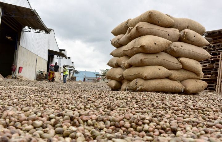 Côte d’Ivoire : les exportations d’amandes de cajou bondissent à 72 000 tonnes, générant 440,5 M USD en 2024