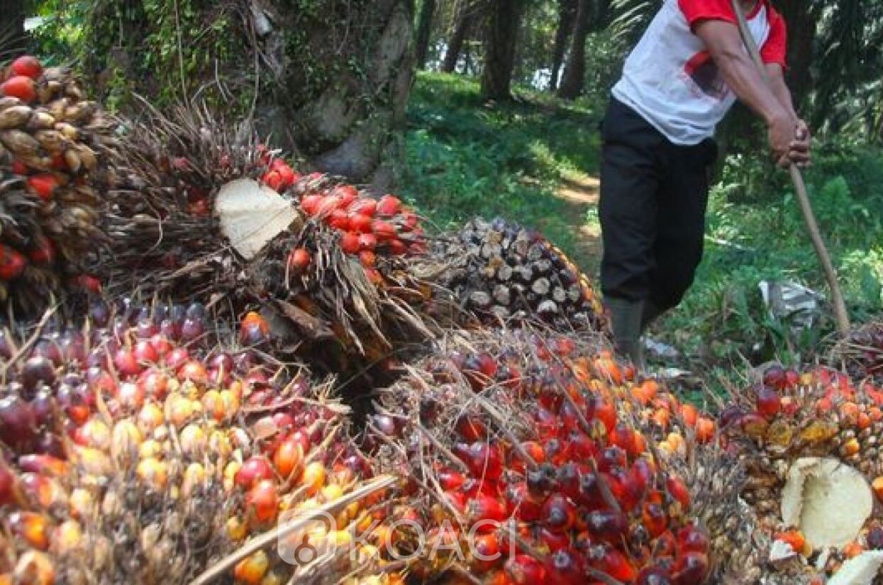 Agriculture : Hausse de 11% du bénéfice de la société Palm Côte d’Ivoire au troisième trimestre 2025