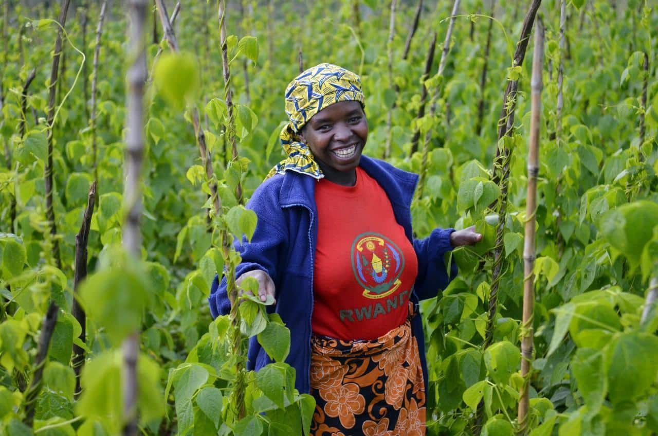 Rwanda : le gouvernement mise sur l’innovation dans l’assurance agricole pour renforcer la résilience du secteur