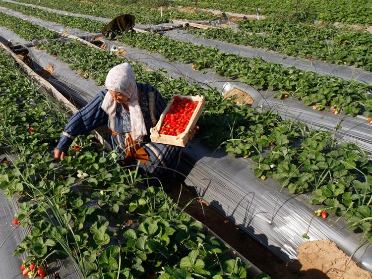 Égypte : les exportations agricoles atteignent un record historique de 11,5 milliards de dollars en 2025