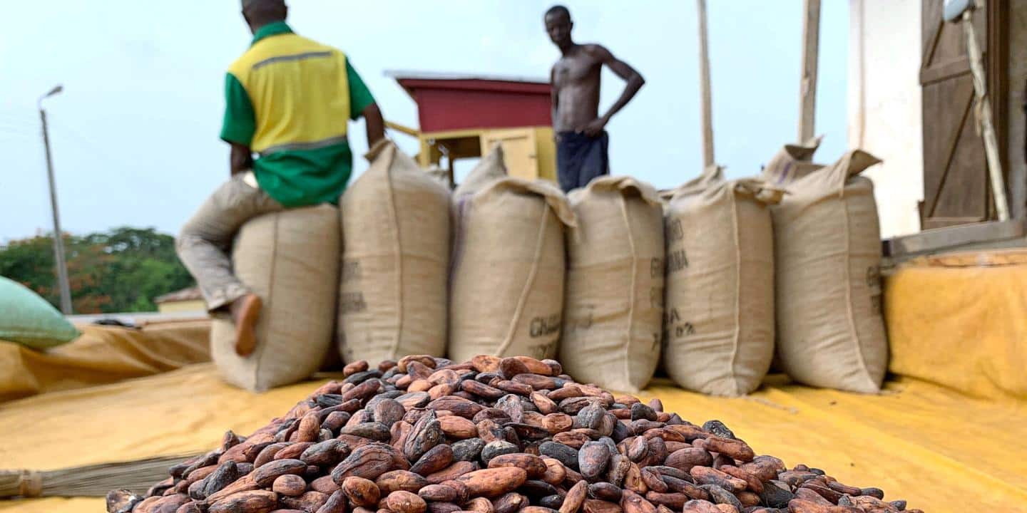 La chute spectaculaire du cacao contraint Accra et Abidjan à réviser les prix garantis aux producteurs