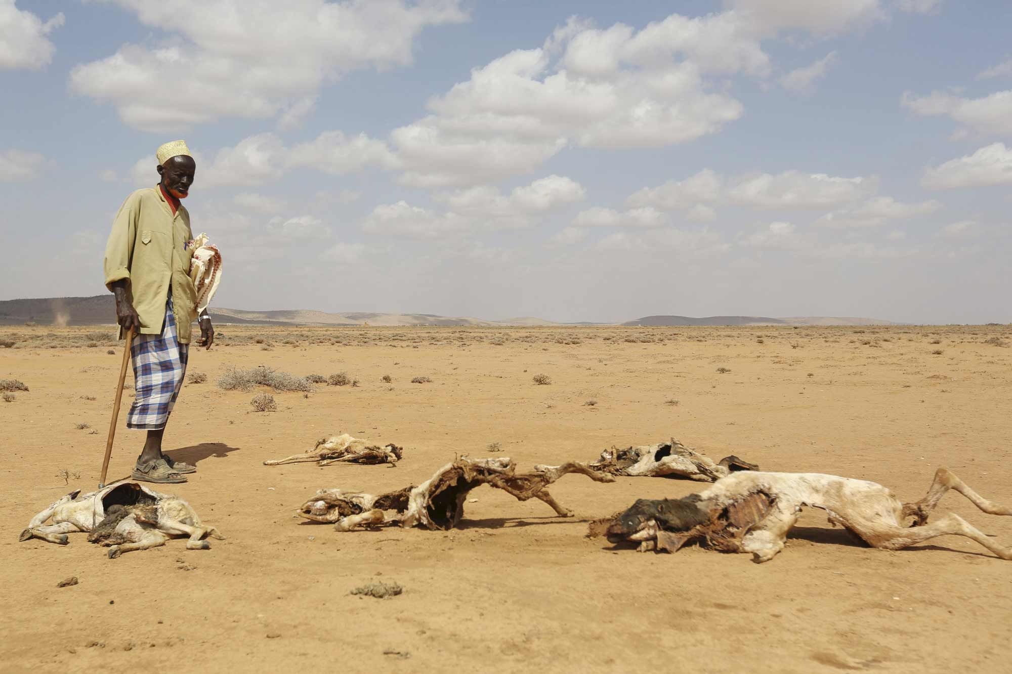 Somalie : les assureurs mobilisent 4,5 millions de dollars en soutien aux éleveurs frappés par la sécheresse