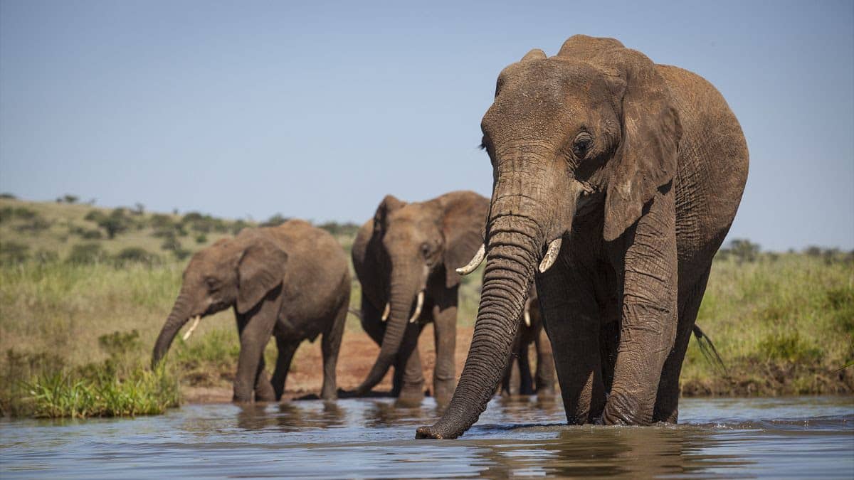 Elephant Protection Initiative Foundation et Central Africa Markets Venture Capital & Private Equity Association s’allient pour structurer la finance durable en Afrique