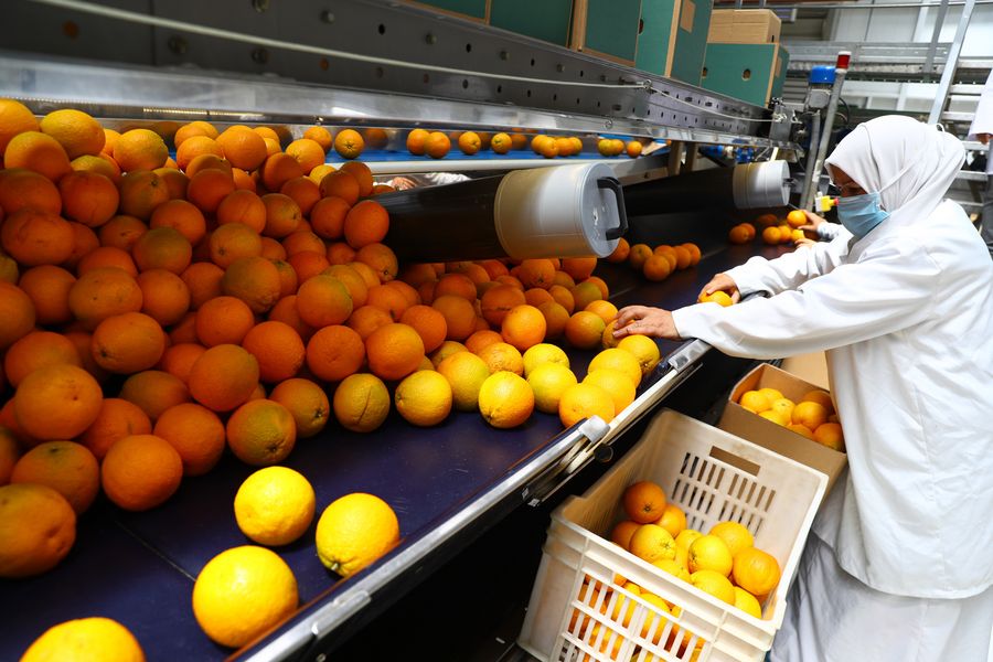 L’Égypte conquiert le marché panaméen avec ses agrumes