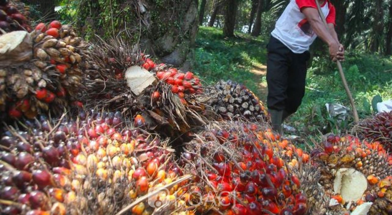 Dividende 2025 : La société Palm Côte d’Ivoire versera 7,754 milliards de FCFA à ses actionnaires