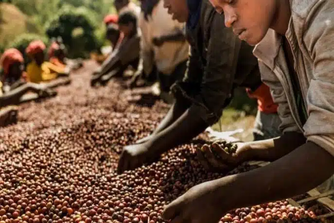 Le café africain à Marrakech : passer de la production à la souveraineté de la valeur