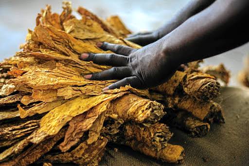 Zimbabwe : les ventes de tabac dépassent 732 millions USD malgré une baisse des prix