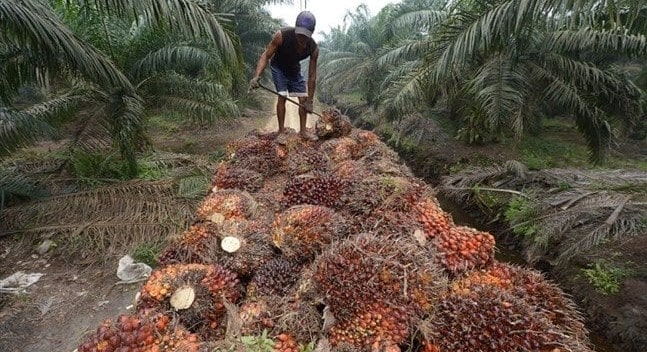 Agriculture : La date de paiement du dividende 2025 de la société Palm Côte d’Ivoire fixée au 29 juin 2026