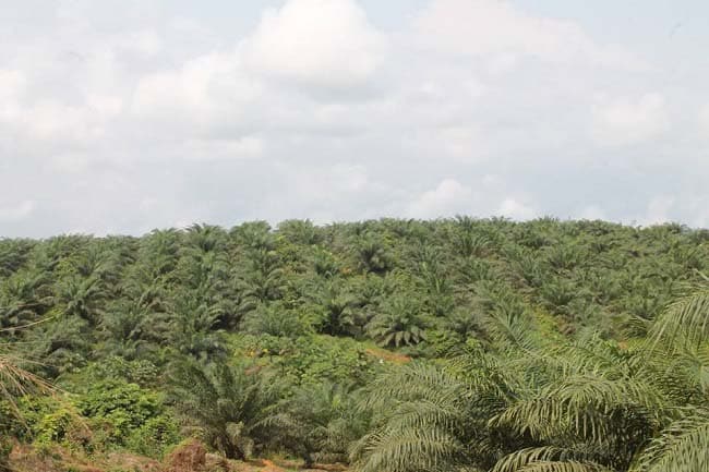 Olam Palm Gabon veut fermer Makouké après la destruction de 5.000 hectares de ses palmeraies par des éléphants