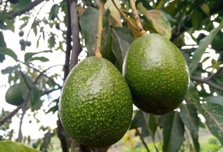 Rwanda : en 2024, les exportations d’avocat ont généré 8 millions USD