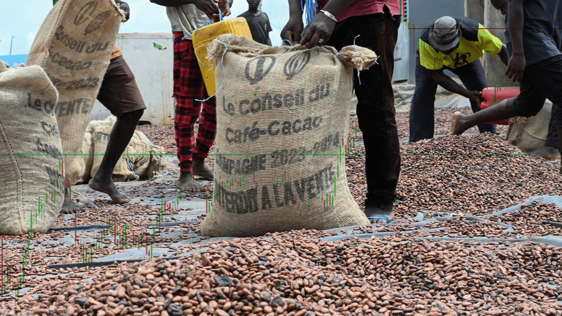 Quand le cacao vacille : les révélations du rapport AfroInvest sur la crise ivoirienne